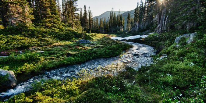 landscape photography of river with trees